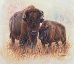 Buffalo and Calf