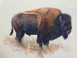 Alone Buffalo