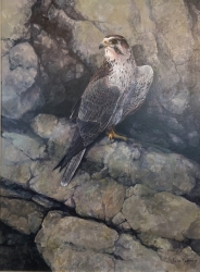 Prairie Falcon