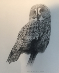 Great Grey Owl