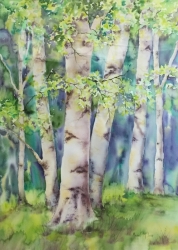 Shadowed Aspen Grove