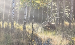 Autumn Light Elk