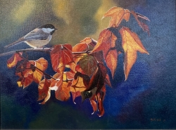 Chickadee on Vine Maple