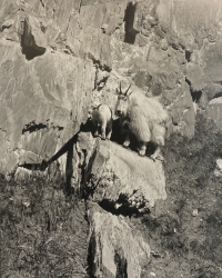 Mountain Goats