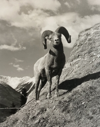 Big Horn Sheep