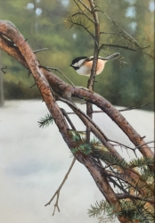 Mountain Chickadee