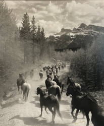 Banff Spring Horse Drive