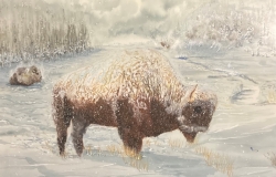 Snowy Bison