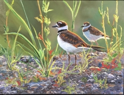 Killdeer Mom and Baby