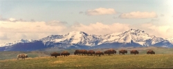 Where Buffalo Roam